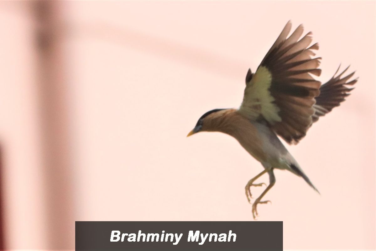 Bird 5